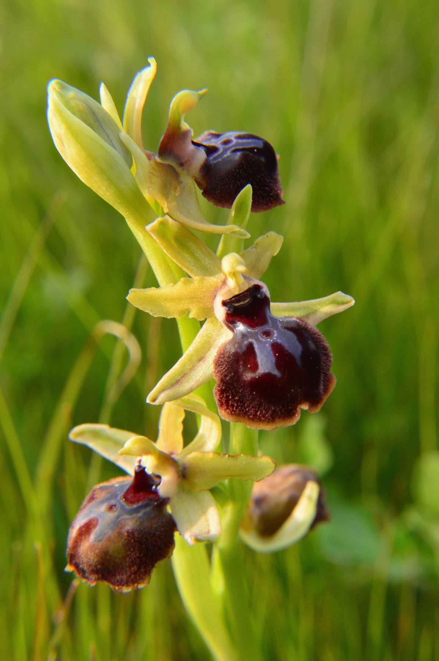 Ophrys da determinare B